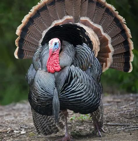 turjakpinay|Turkey Meaning .